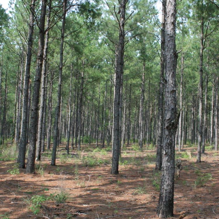 Georgia Department of Revenue accepting Timber Tax Credit applications