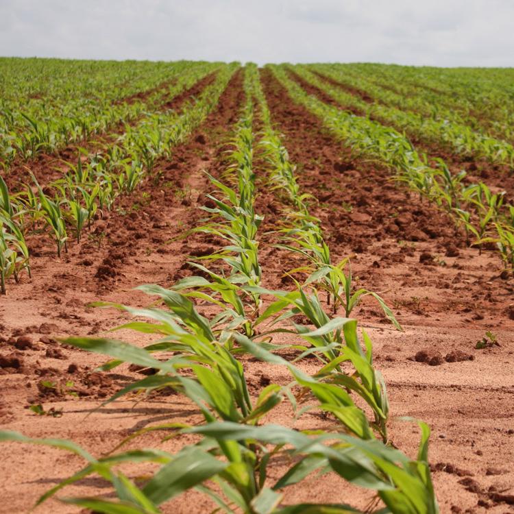 What farmers need to know about crop insurance & prevented planting